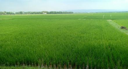 Semangat Bertani di Wilayah Rawan Banjir